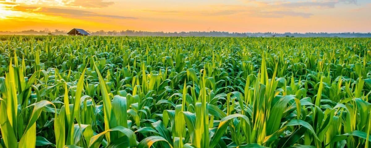 Fresh farm produce and animals